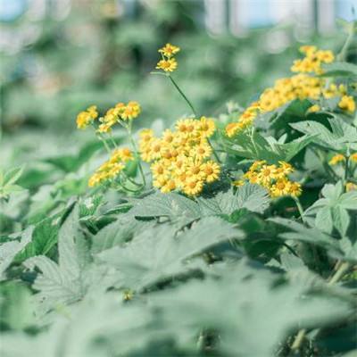 澳门王中王100%的资料手机app下载